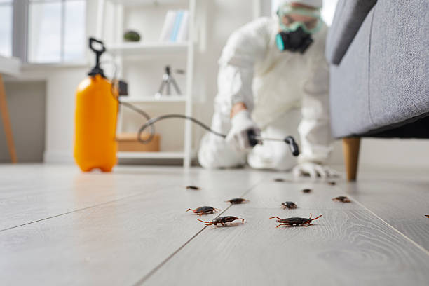 Post-Treatment Bed Bug Interceptor Monitoring in Stewartville
